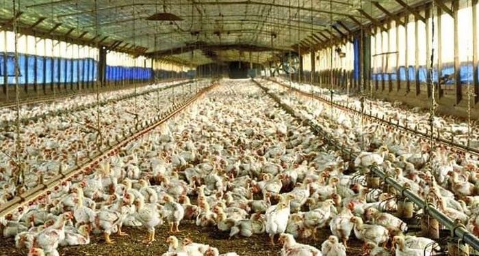 Guinée : L’operateur économique El hadj Alsény Barry sommé de libérer le terrain occupé par sa ferme