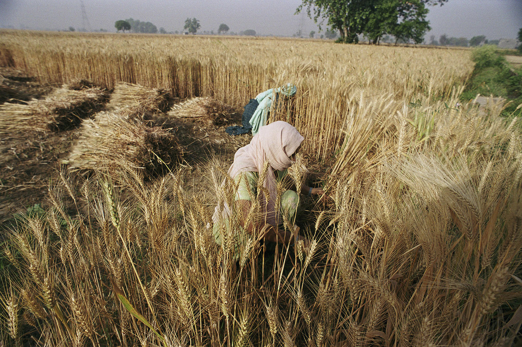 En dépit des révisions à la baisse, la FAO s’attend à un record historique de la production céréalière