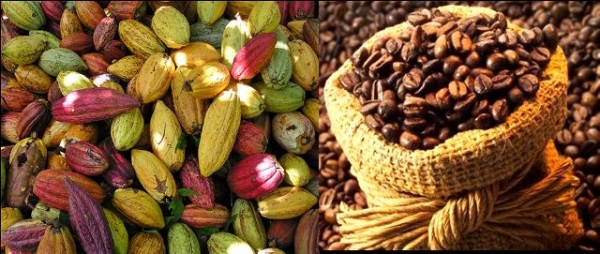 Commerce: la Guinée adopte des normes visant à développer sa filière cacao