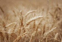 Les prix des produits alimentaires continuent de progresser en avril (FAO)