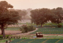 La Grande muraille verte d’Afrique, un investissement bénéfique à rendement garanti, selon la FAO