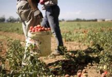 L’agriculture, un des secteurs à risque pour la traite des êtres humains (ONU)