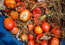 Les pertes et le gaspillage alimentaires menacent la subsistance des êtres humains, prévient la FAO